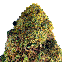 Fleurs CBD VRAC - WHITE RUNTZ
