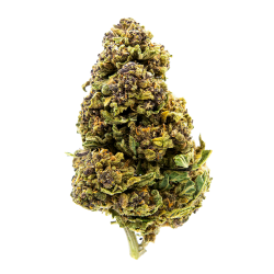 Fleurs CBD - Purple Haze