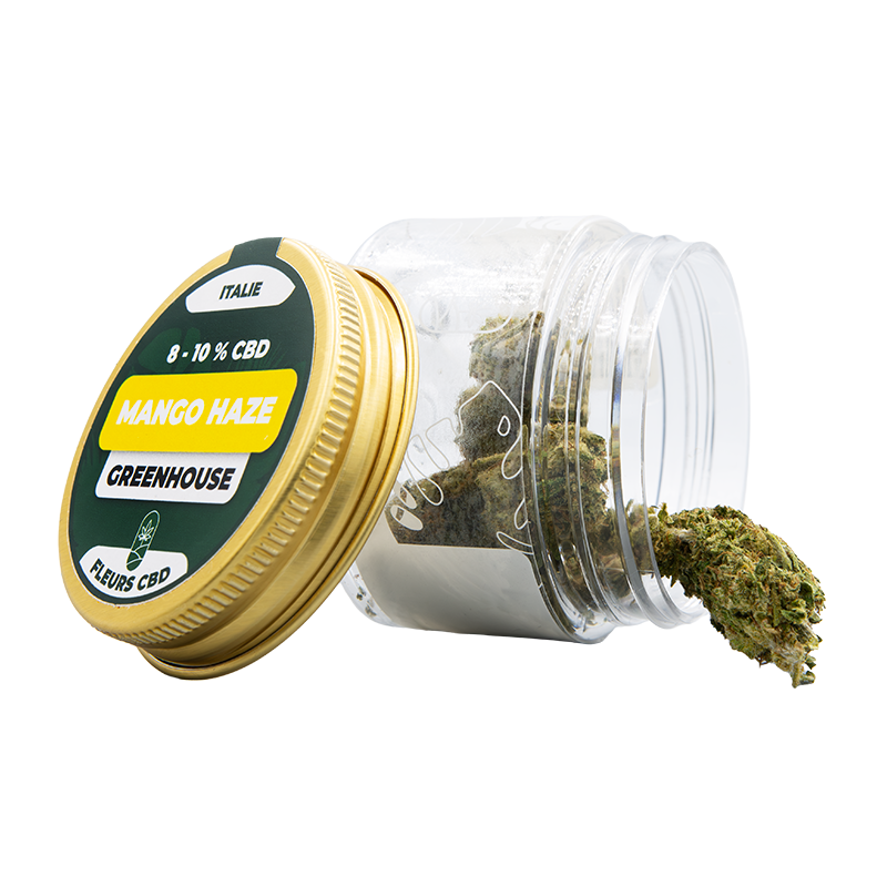 Fleurs CBD en pot - Mango Haze