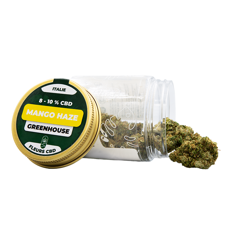 Fleurs CBD en pot - Mango Haze