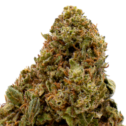 Fleurs CBD VRAC - Cherry