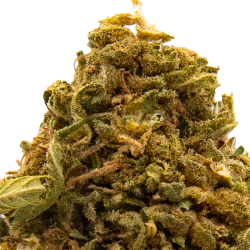 Fleurs CBD VRAC - Gelato