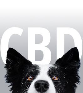 Questions fréquentes sur le CBD pour animaux (chien et chat)